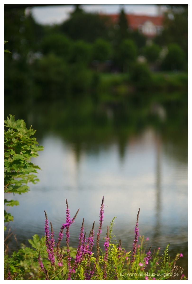 Name:  299kb_Am Staden Fujinar+Fujinon 135mm, Fuji 55mm 2.2 121.jpg
Hits: 1640
Gre:  293,8 KB