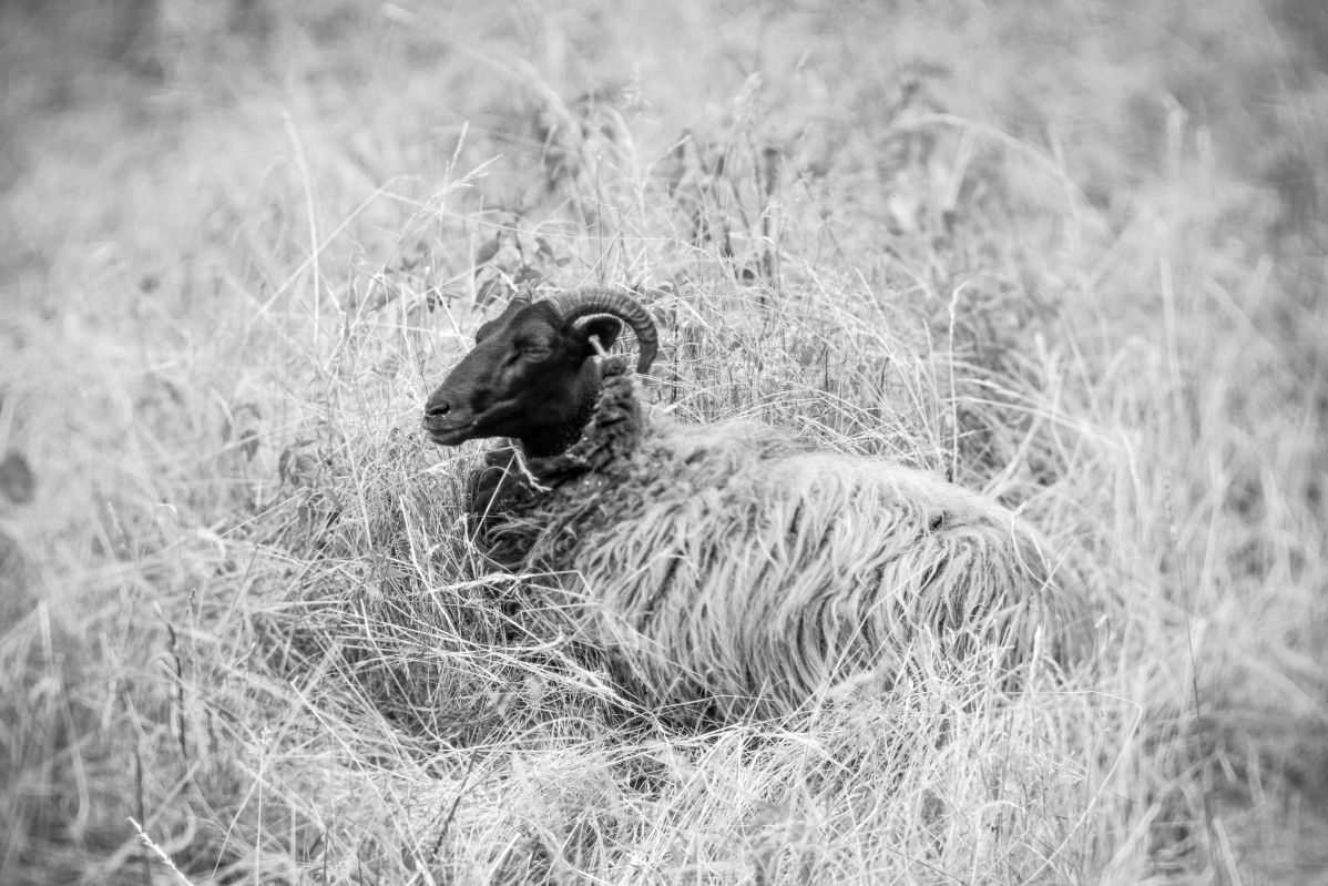 Name:  bw sheep DSC09945.jpg
Hits: 606
Gre:  198,8 KB