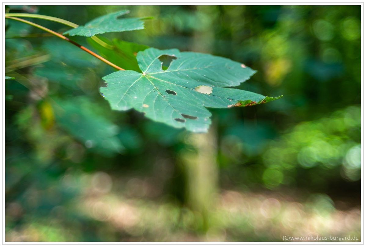 Name:  300kb_Walderlebnispfad - Fujinon 55mm f2.2, Porst 35-70 + 75-200 022.jpg
Hits: 400
Gre:  292,6 KB