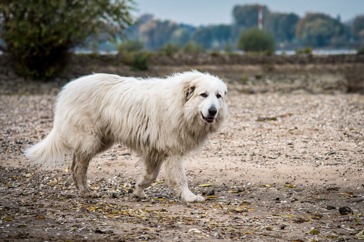 Name:  A7R06486.jpg
Hits: 399
Größe:  262,7 KB