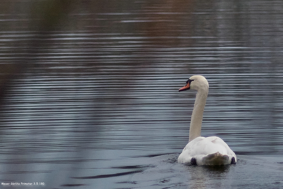 Name:  DSC01990 Meyer Grlitz Primotar 3.5 180 Schwan  Kiesteich Lahde B482  klein.jpg
Hits: 234
Gre:  625,7 KB