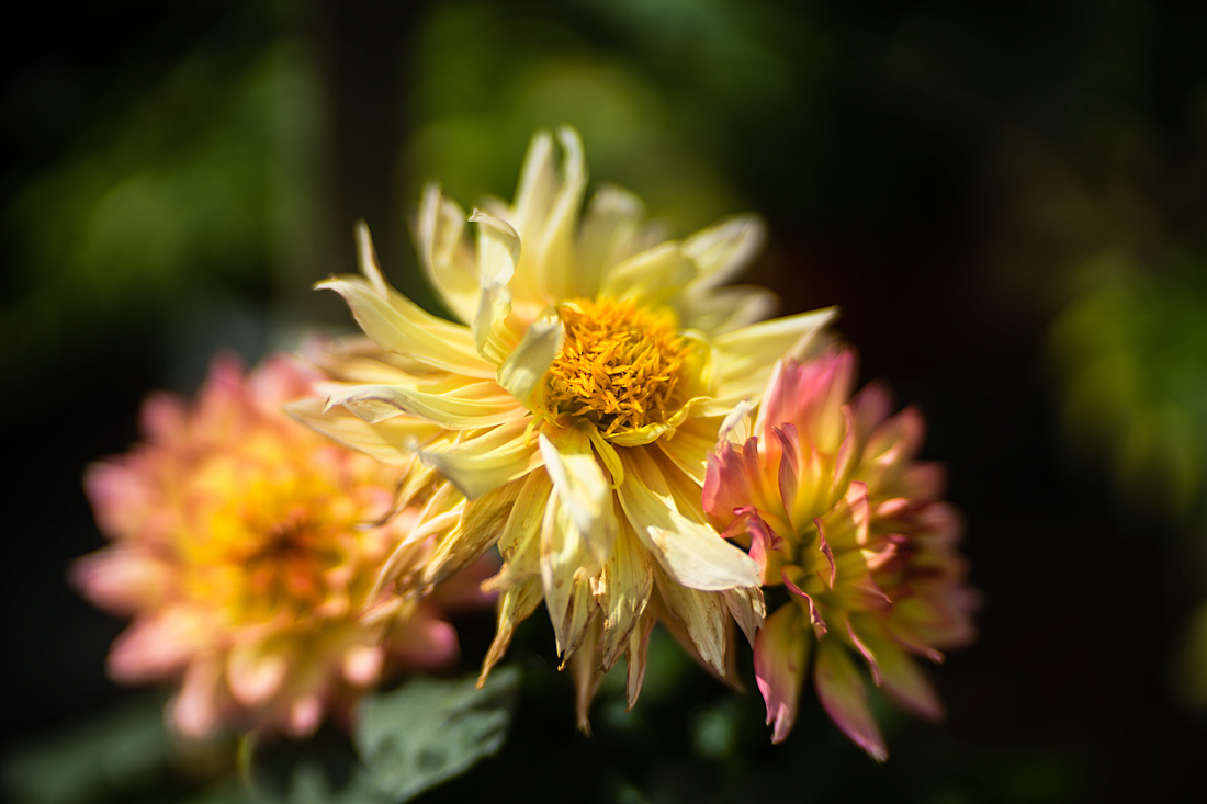 Name:  Meopta-blume.jpg
Hits: 1339
Größe:  194,6 KB