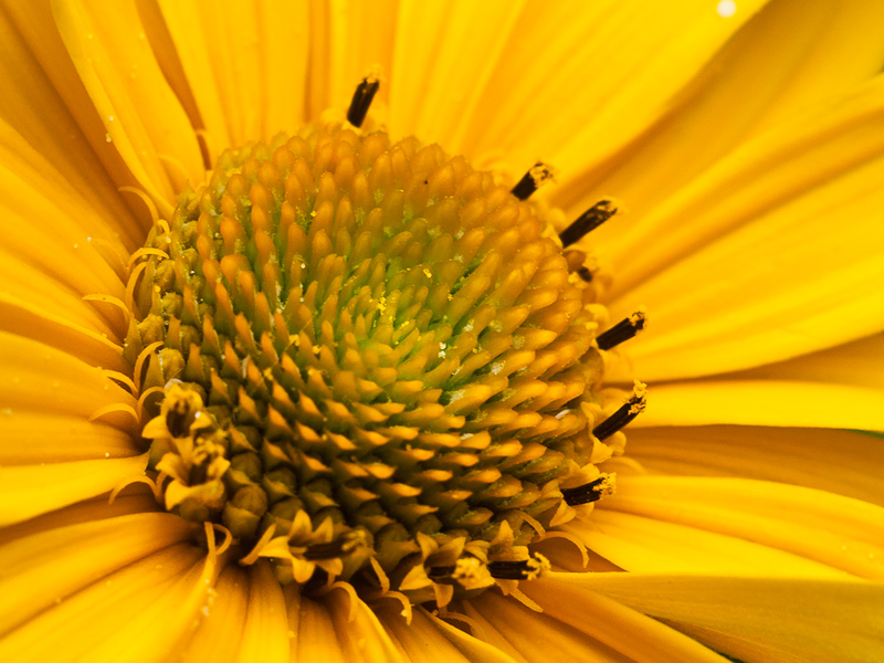 Name: makro_f8..JPG
Hits: 6524
Größe: 293,0 KB