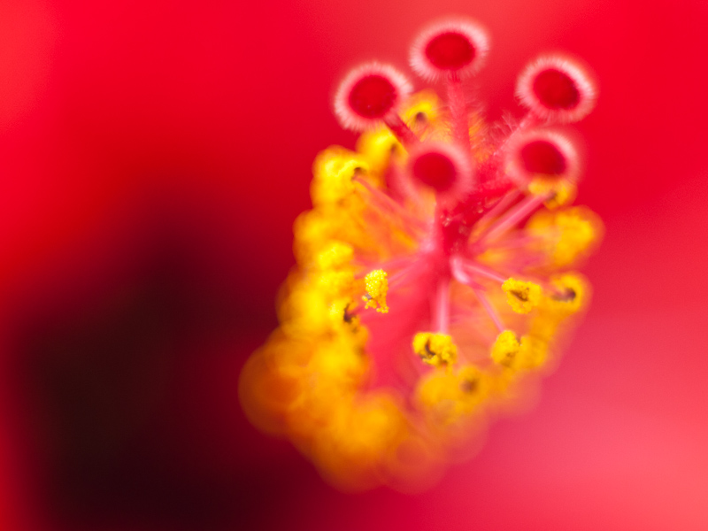 Name: makro_f1-5..JPG
Hits: 6346
Größe: 163,9 KB