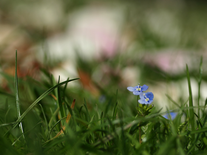 Name:  pluemschnP4088045.jpg
Hits: 1099
Größe:  108,9 KB