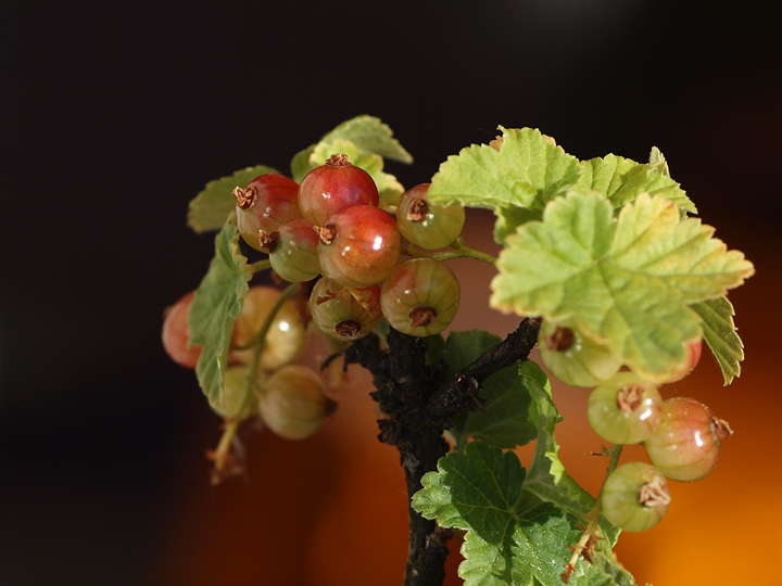 Name:  johaBalkon720P5291.jpg
Hits: 1087
Größe:  287,6 KB