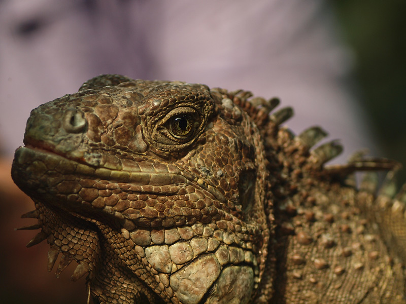 Name:  eyeP6021996..jpg
Hits: 1154
Größe:  158,1 KB