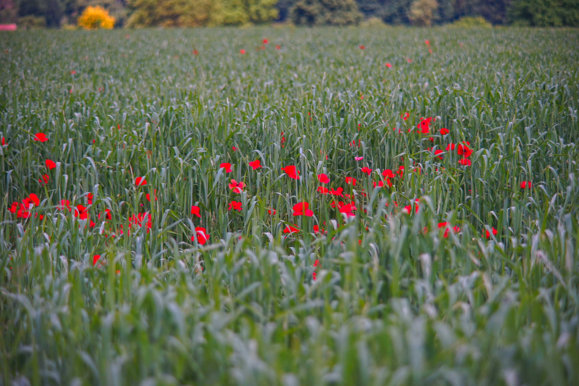 Name:  Carl Zeiss Jena Vario-Prakticar 80-200mm f4 - Mohn im Dinkelfeld 1.jpg
Hits: 272
Gre:  1,42 MB