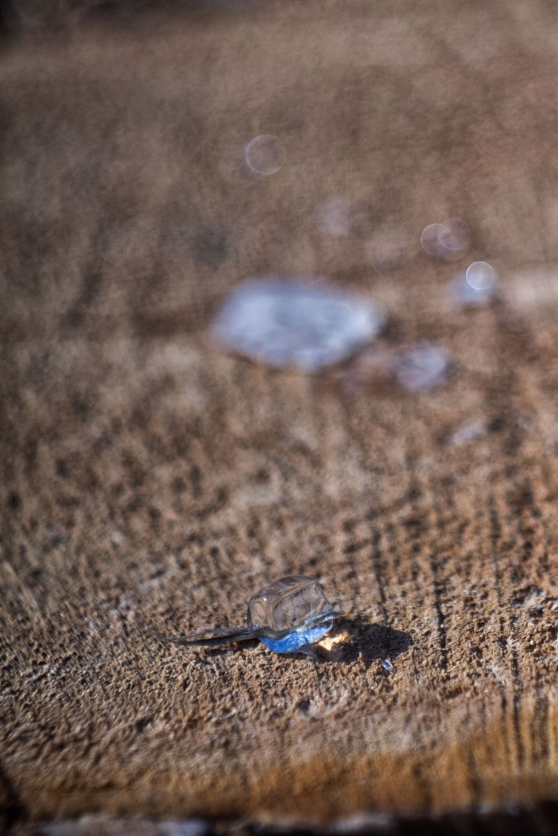 Name: nature DSC09658.jpg
Hits: 584
Größe: 146,0 KB