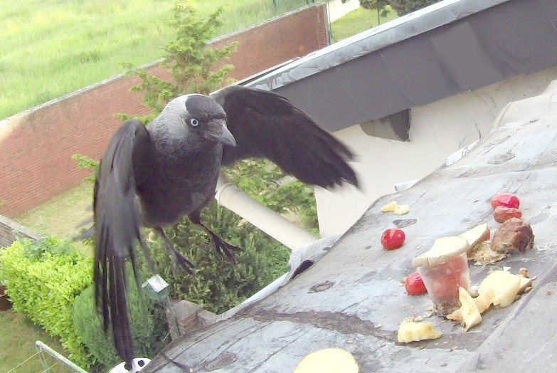 Dohlen greifen an...ich Hunger- du nix?