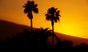 Palmen bei Sunset auf Teneriffa