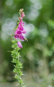 Es schaut die Hummel in der Bltentunnel