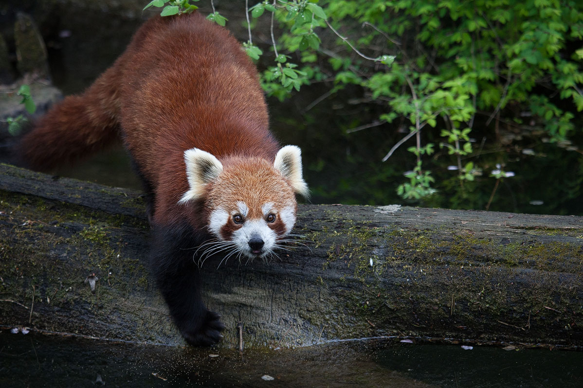 Kleiner Panda auf Pirsch