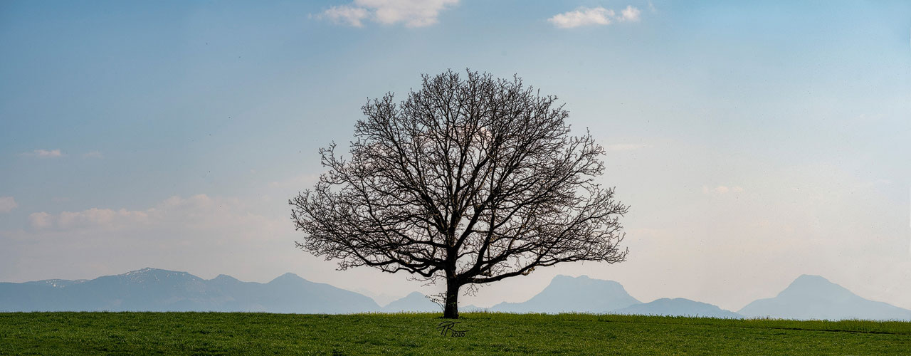 Panorama-Baum (Contax Planar 2/100)