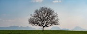 Panorama-Baum (Contax Planar 2/100)