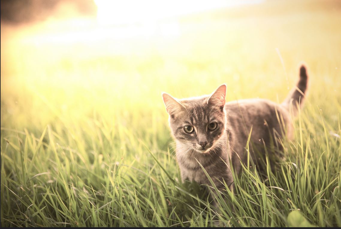 Katze im Sonnenuntergang