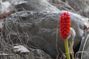 Aronstab Arum maculatum, Fruchtstand