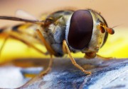 Fliege auf Feuerzeug