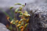 Zwischen den Steinen