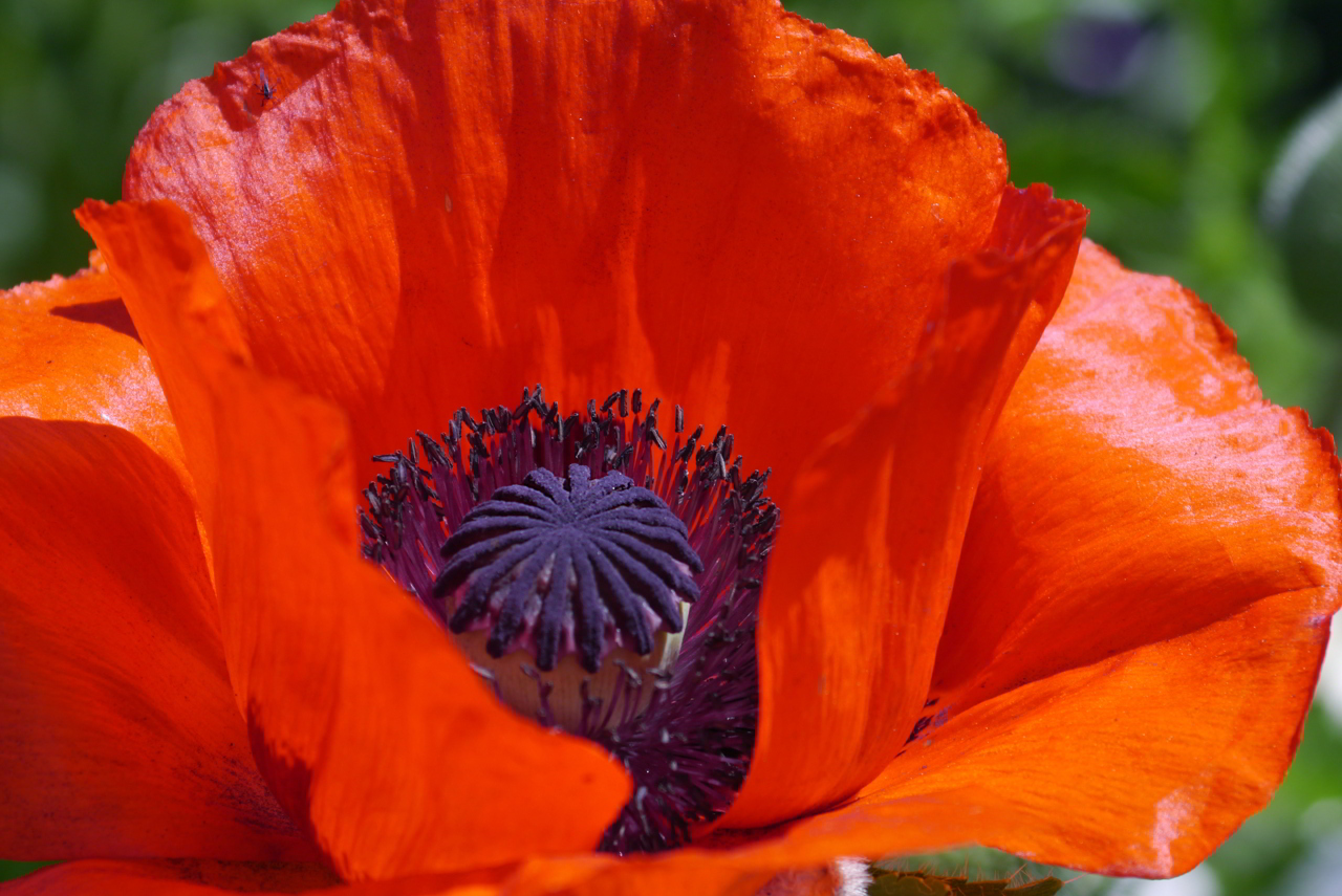 Roter Mohn