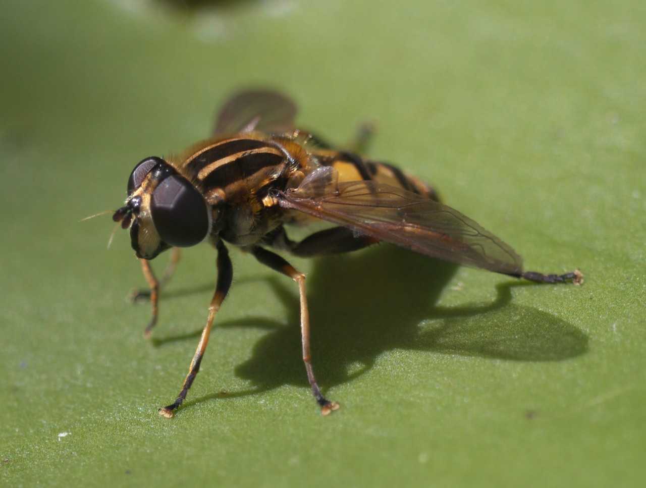 Fliege auf Seerosenblatt