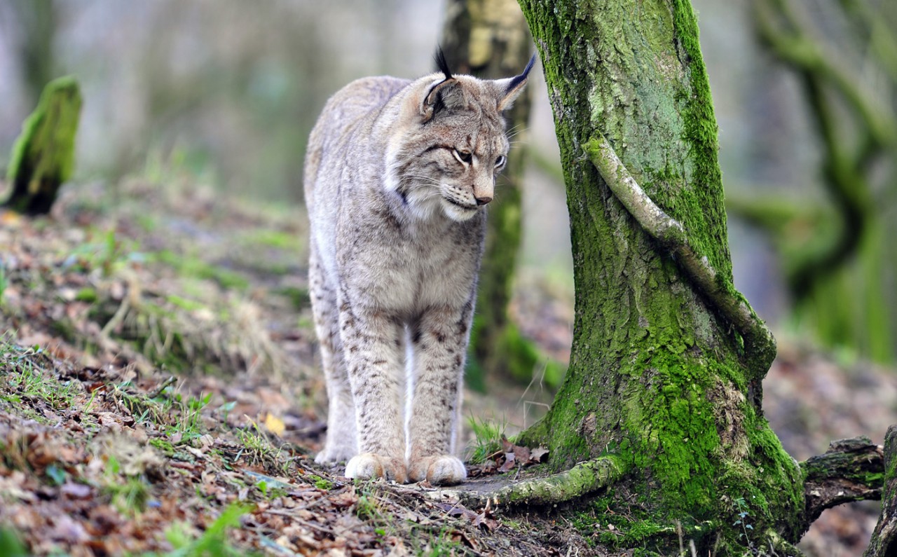 Luchs