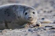 Kegelrobbe Helgoland Januar 2016