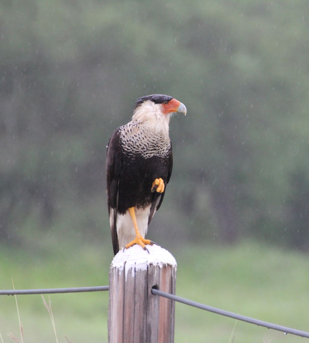 Mexican Eagle