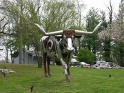 Longhorn