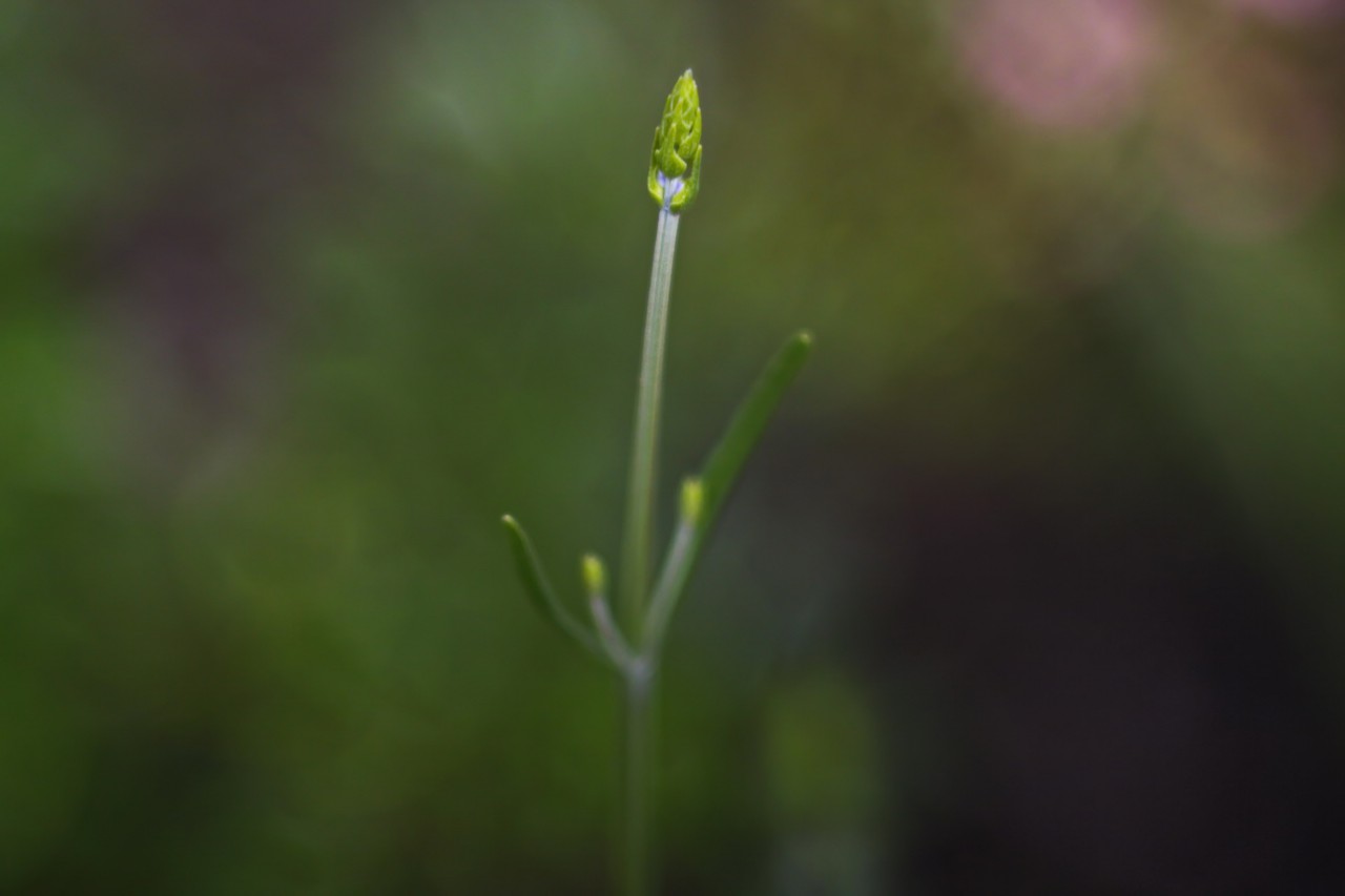 Lavendel