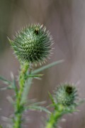 Distel