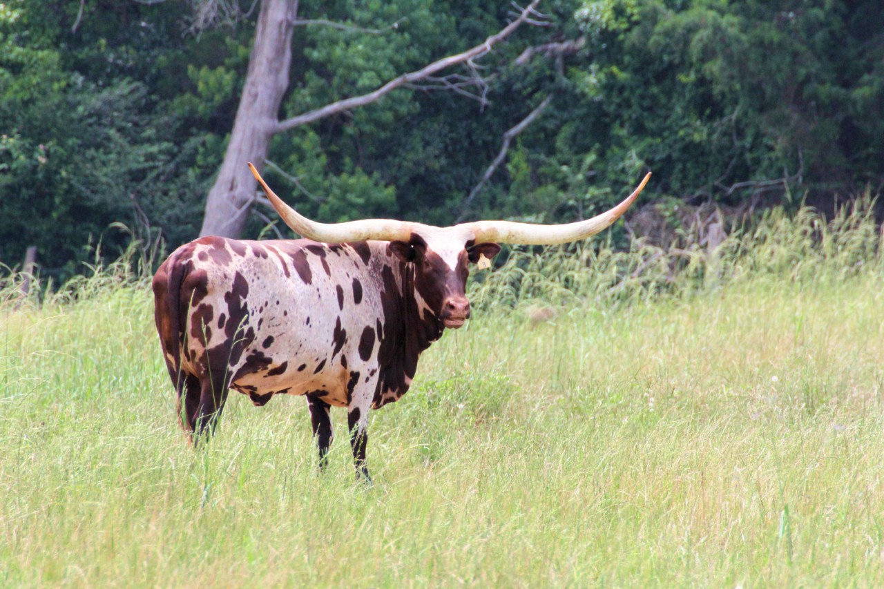 Longhorn