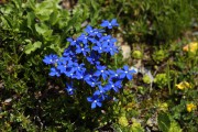 blaues Polster am Griessee