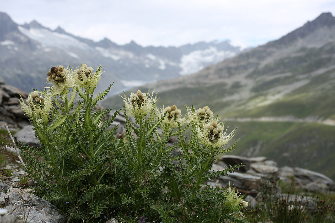 Alpenkratzdistel