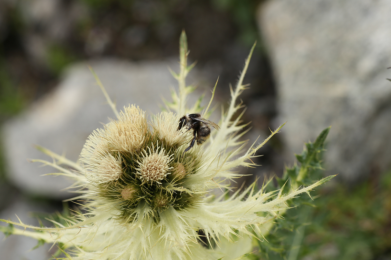 Alpenkratzdistel mit Besuch