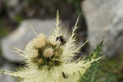 Alpenkratzdistel mit Besuch