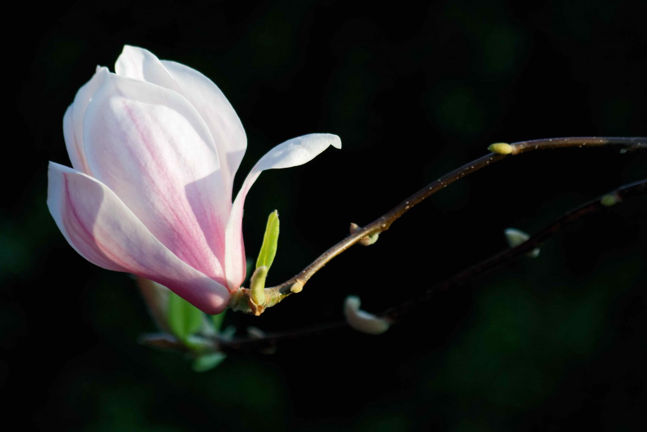 Magnolie hellrosa