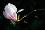 Magnolie hellrosa