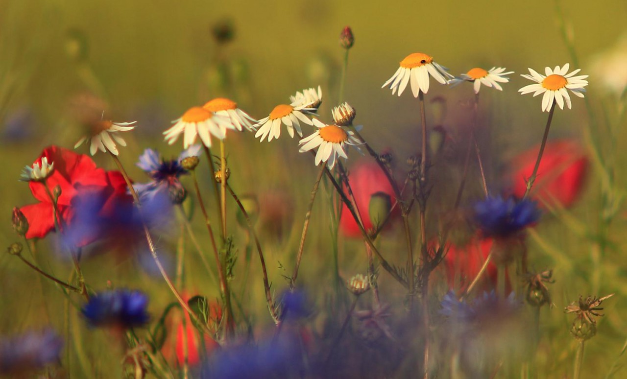 Sommergru aus Weserbergland