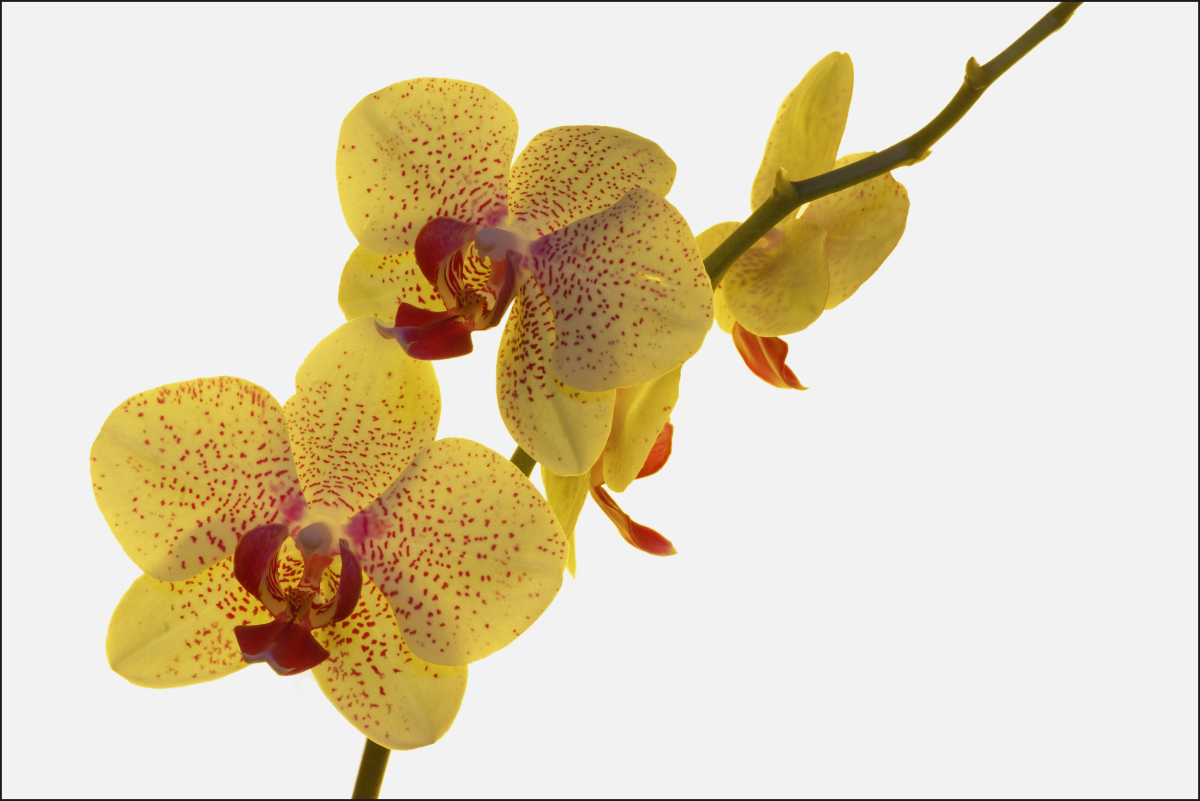 Orchidee