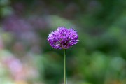 Allium aflatunense