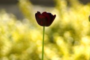 Schwarze Tulpe