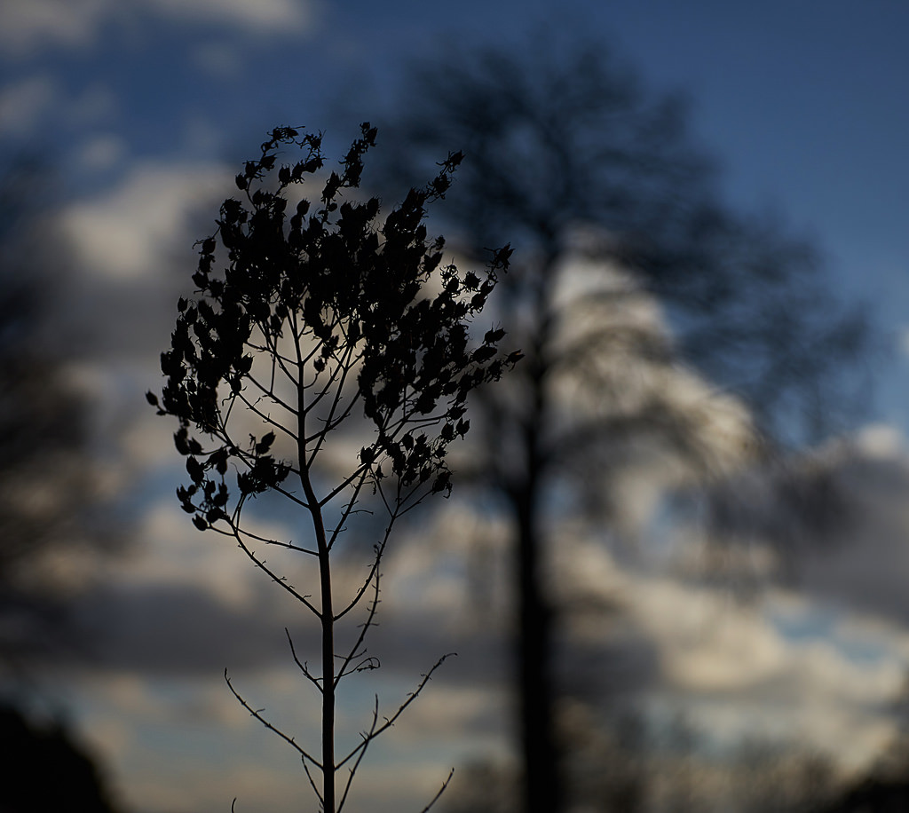 Wenn ich einmal gro bin, mchte ich ein Baum sein