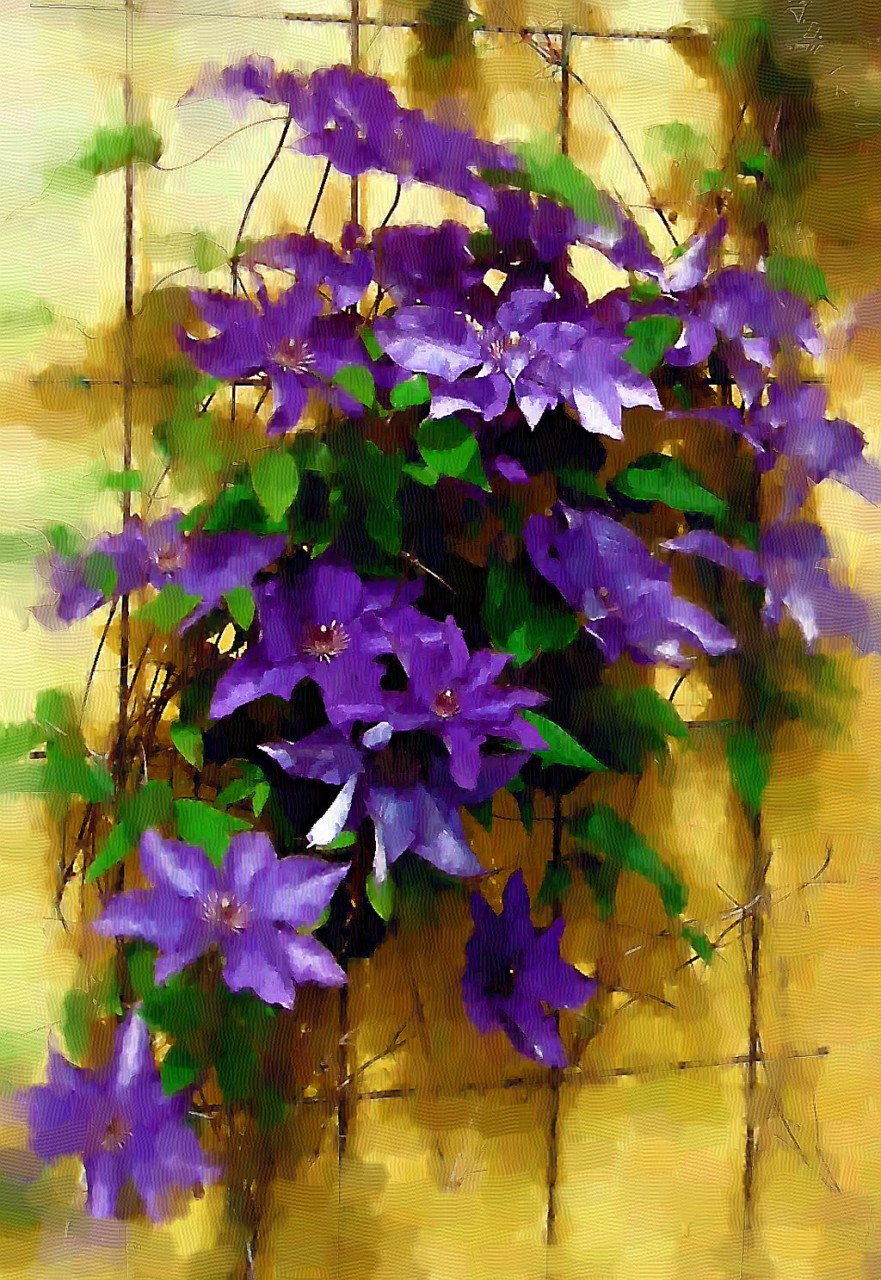 Clematis