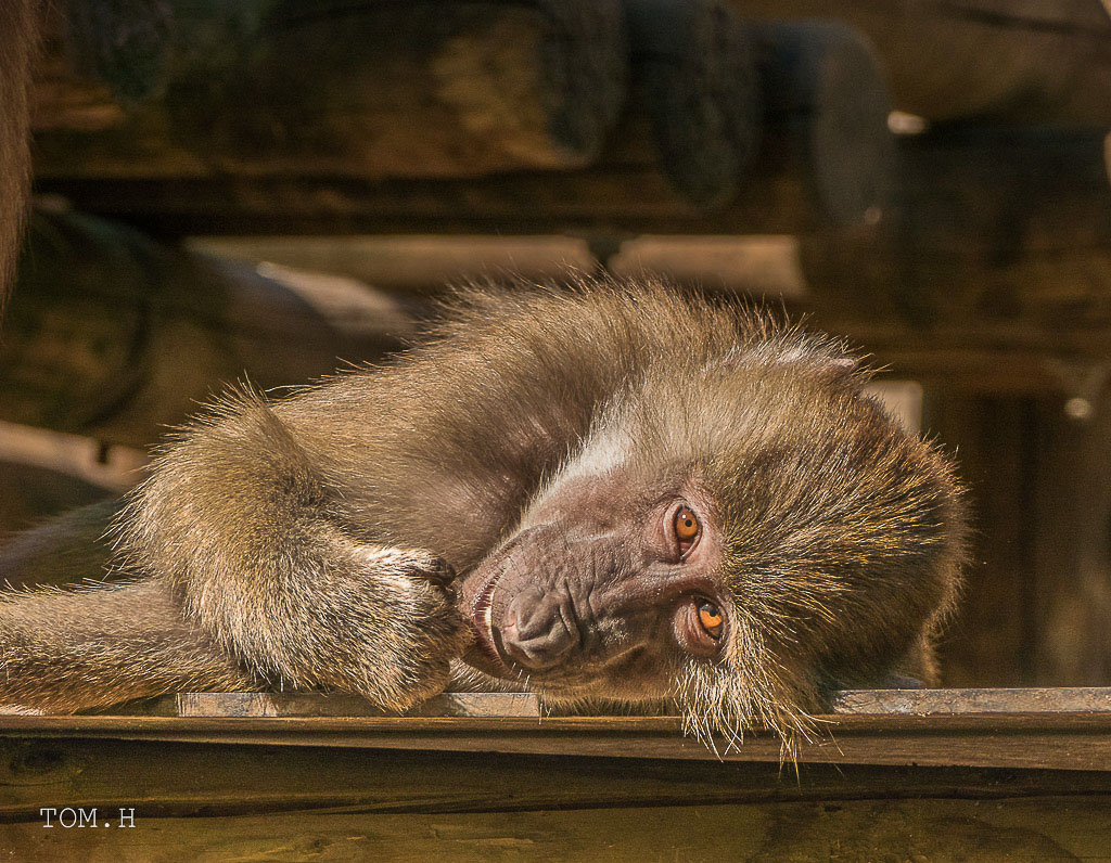 ZOO Kln mit der Fz1000