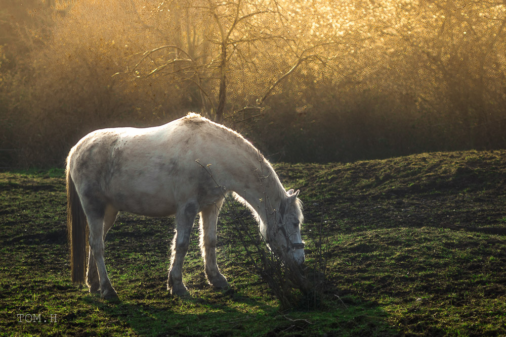 Fantasy Horse