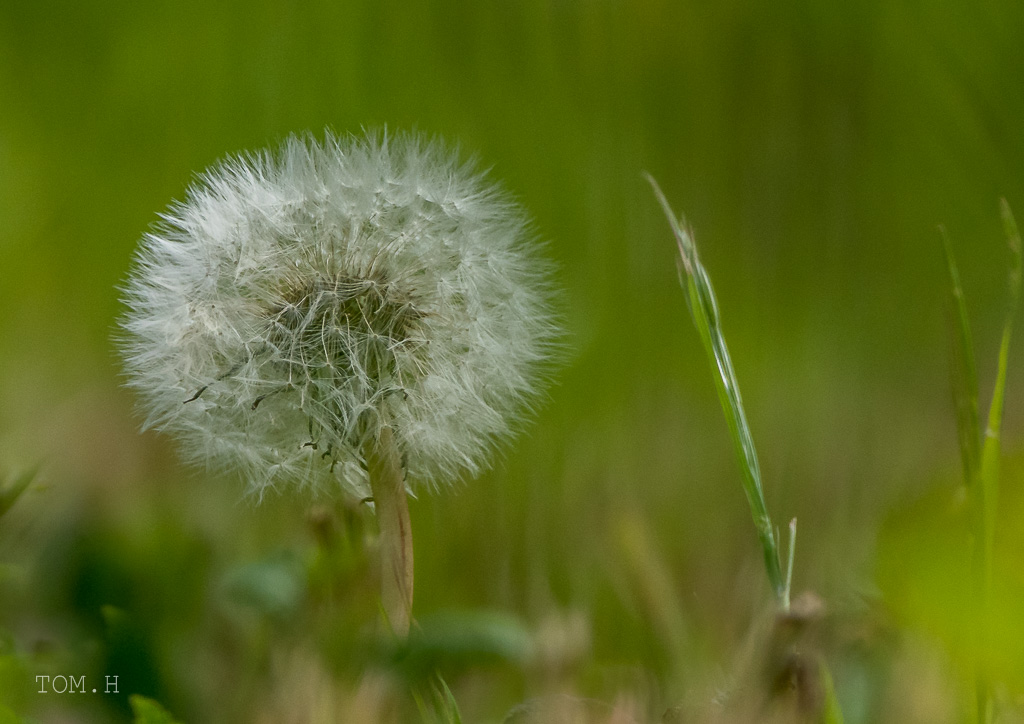 PUSTEBLUME