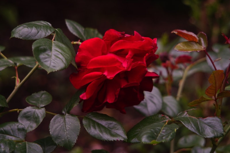 Rose im Morgenlicht