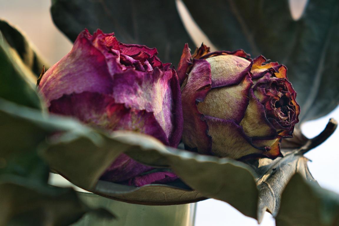 Getrocknete Rosen