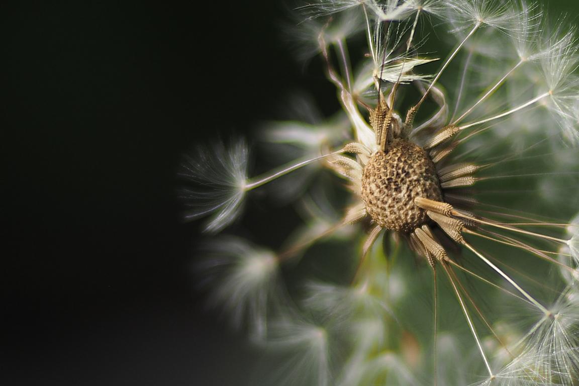 Derangierte Pusteblume